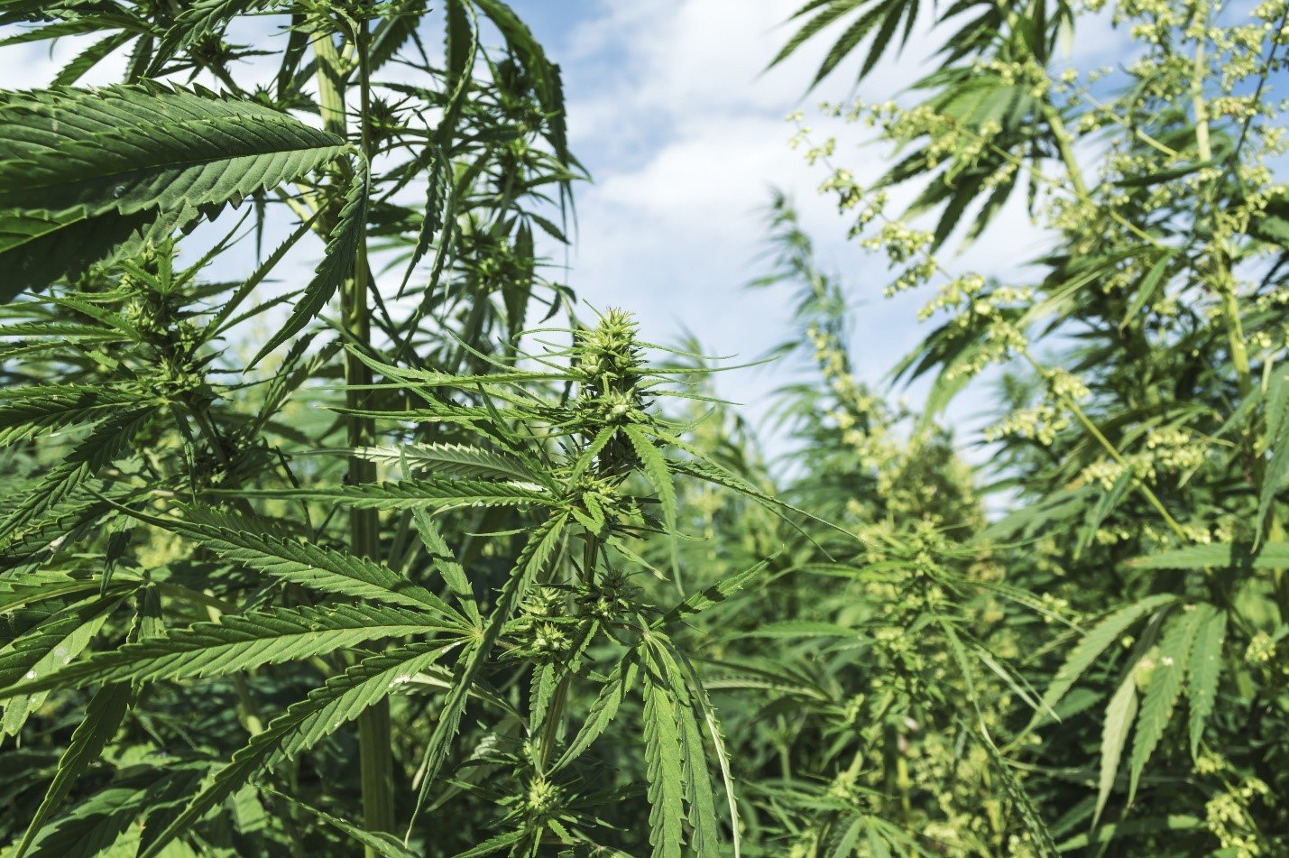 You are currently viewing Geodyn Solutions: $25M Hemp Processing Factory for Paper Goods in Bourbon County, Kentucky, USA, with ROI Comparison to Dominican Republic