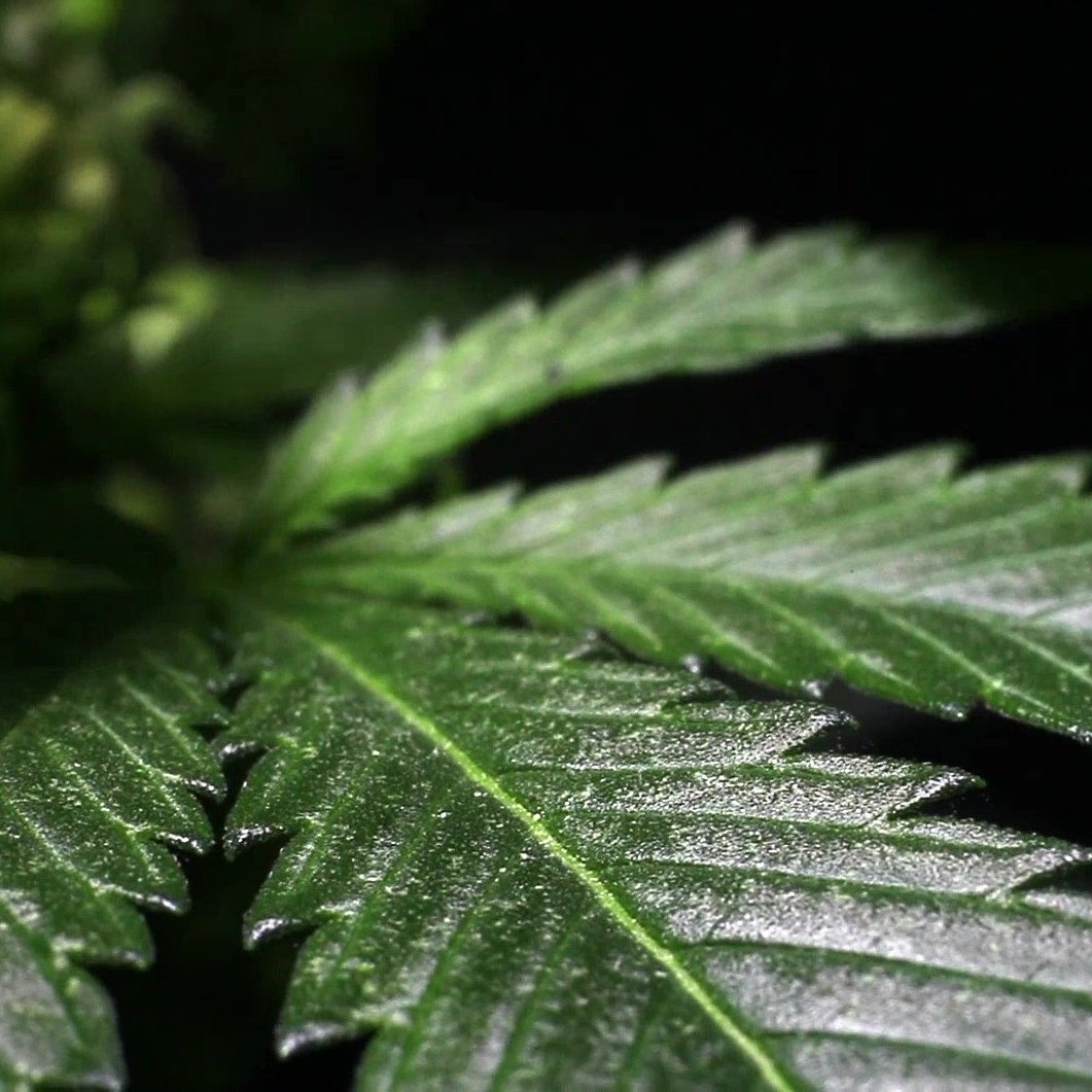You are currently viewing Comprehensive Proposal for Geodyn Solutions: $25M Hemp Processing Factory for Paper Goods in Bourbon County, Kentucky, USA