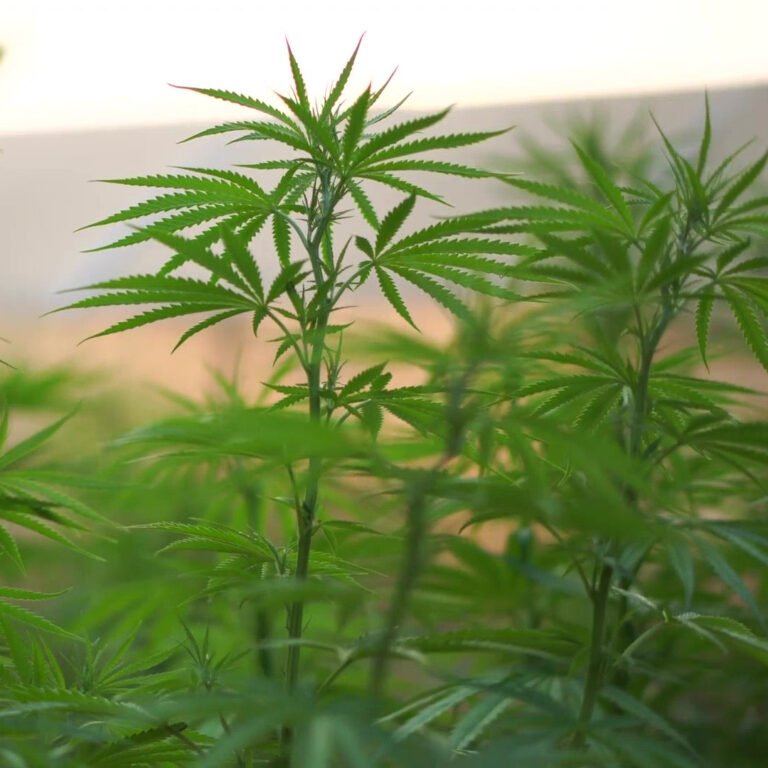 Read more about the article Comprehensive Proposal for Geodyn Solutions: $54M Hemp Processing Factory for Paper Goods in Bourbon County, Kentucky, USA, with ROI Comparison to Dominican Republic