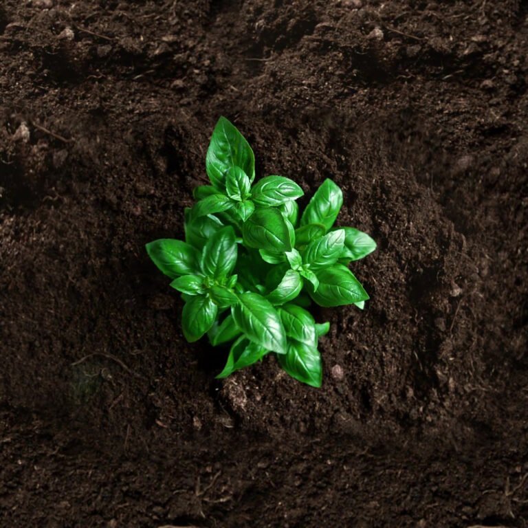Read more about the article ROI Comparison: Microbebio Organic Fertilizer Factory in Dominican Republic vs. Houston, Texas