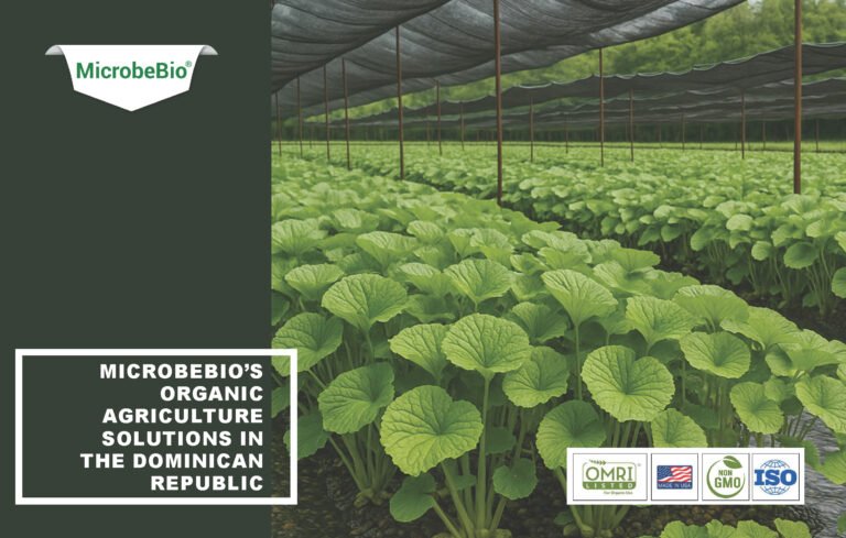 Read more about the article Microbebio’s Organic Agriculture Solutions in the Dominican Republic